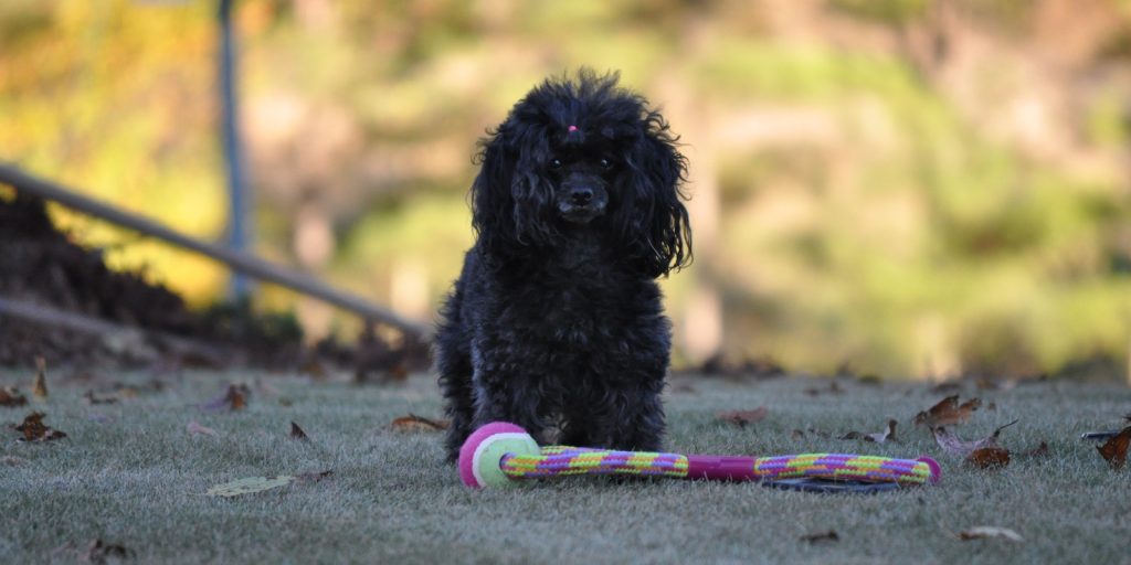 Princess, a Toy Poodle with a toy